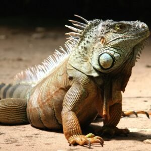 Close-up photo of a green iguana basking on a sunlit surface outdoors.