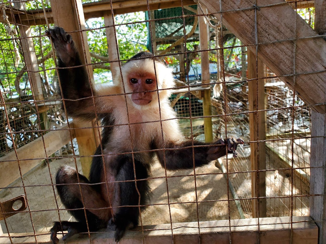 Island Tour, Zipline, Sloths & Beach Break - Imagen 9